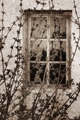Växt framfor gammalt fönster