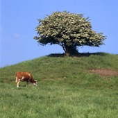Cow grazing in the trees