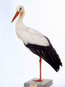 Uppstoppad stork