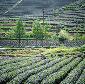 Tebladsplockare, Kina