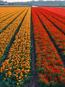 Growing tulips, Netherlands