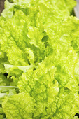 fresh green lettuce salad 