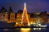 Julgran i Gamla stan, Stockholm