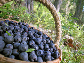 Blueberries in the basket