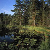 Skogssjö