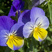 Styvmorsviol, viola tricolor