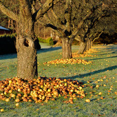 Fallfrukt från äppelträd