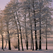 Vinterträd