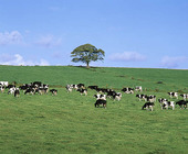 Kor på betesmark