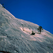 Tall på granit i Yosemite Nationalpark, USA