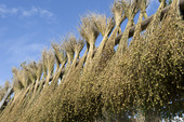 Drying of Flax