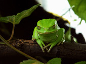 Rain Forest Frog