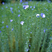 Flax, Perennial Flax