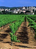 Vinodling i Provence, Frankrike