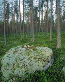 Stone in the pine forest