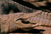 Krokodiler 