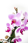 phalaenopsis orkidé