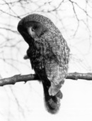 Lapp Owl
