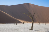 Akaciaträd i Namibiaöknen, Namibia