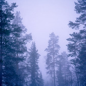 Dimma i skog