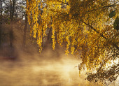 Autumn Trees at the