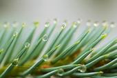 Water droplets on needles of blågran