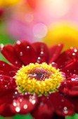 Närbild av röd blomma med waterdrops
