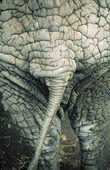 Bakdel på elefant