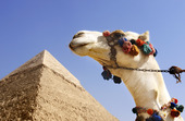 Kamel vid Pyramiderna i Giza, Egypten
