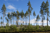 Tallskog i Hälsingland