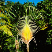 Botaniska trädgården, Tahiti