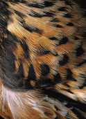 Feathers on the kestrel