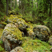 Urskog, Norra Kvills Naturpark