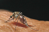 Blodsugande mygga