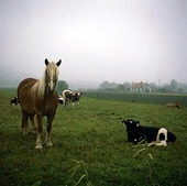 Horses and cows