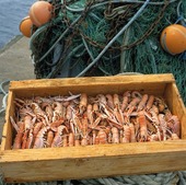 Norway lobsters