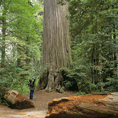 Redwoods nationalpark, USA