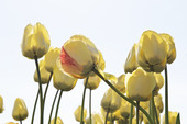 Tulpan Tulipa Fringed elegance