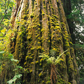 Redwoods Nationalpark, USA