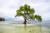 Träd som växer i havet, Filippinerna