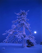 Vinterträd i nattljus