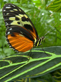 Piano Key ButterflyButterfly ConservatoryNiagara (Ontario) Canada