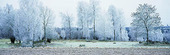 Frostiga träd
