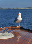 Gull on recreational boating