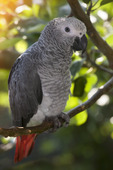 African Grey Parrot 