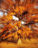Double-exposed autumn trees