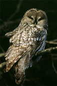 Lapp Owl