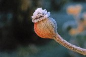 Frost on rosehips