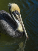 Pelikan (Pelecanusoccidentalis)