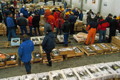 Fiskauktion i Göteborgs Fiskhamn